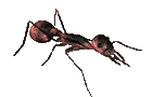 ameisen13.gif: 140 x 90  15.54kB