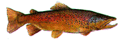 fisch04.gif: 177 x 63  21.83kB