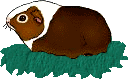 meerschwein3.gif: 128 x 81  18.08kB
