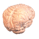 gehirn01.gif: 80 x 80  8.6kB