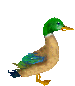 ente01.gif: 75 x 86  13.41kB